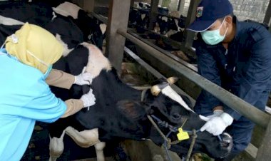 Kasus PMK di Kabupaten Bandung Tembus 1.000 Ekor, Kok Bisa?