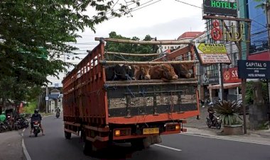 Awasi Distribusi Hewan Ternak dari Aceh dan Jawa Timur!