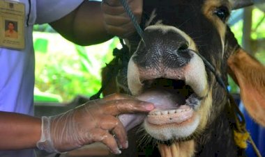 PMK Merebak, Masyarakat Jangan Ragu Beli Hewan Ternak