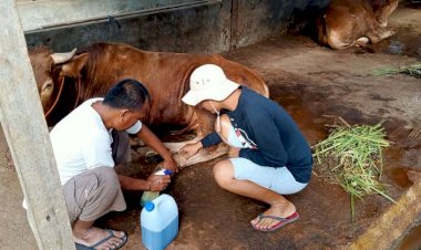 Stok Obat PMK di Depok Masih Terbatas