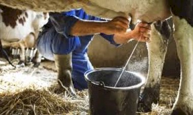 Akibat PMK Produksi Susu Sapi Turun 40 Ton