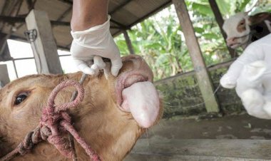 Vaksinasi PMK Untuk Hewan Ternak di KBB Tembus 27 Ribu Dosis