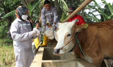 Intip! Strategi Pemkot Bogor Cegah PMK
