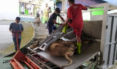 PMK Meradang, Harga Sapi Anjlok