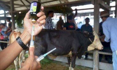 Anggarkan Bantuan Vitamin Hewan Bagi Peternak