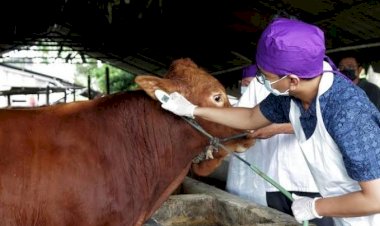 PMK Mewabah, Petugas Masih Bisa Layani IB Sapi Potong