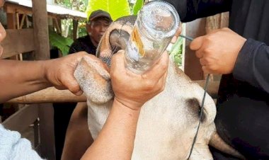 Ternyata, Hewan Terjangkit PMK Bisa Sembuh dengan Obat Tradisional