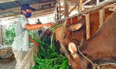 Bantuan PMK Hanya Diberikan Bagi Peternak yang Memenuhi Syarat