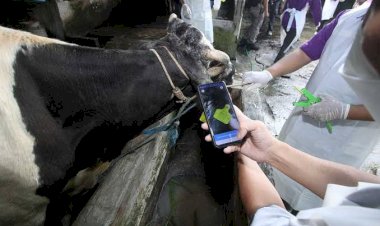 Cegah Kelangkaan Pakan Akibat PMK, DKPP Karawang Gulirkan Inj