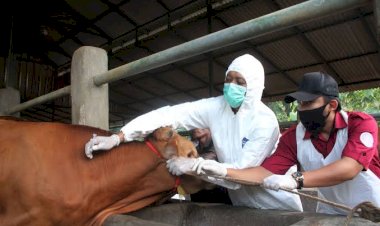Cegah PMK, DKPP Karawang Tingkatkan SDM Peternak