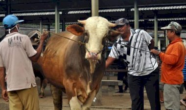DPR Jamin Bantuan Ganti Rugi Peternak Akibat PMK