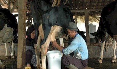 Dampak PMK, Target Produksi Susu Meleset