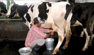 Dampak PMK, Maksimalkan Pengawasan Suplai Susu Sapi