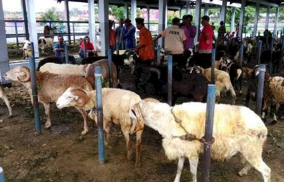 Hindari PMK, Pedagang Sapi Berikan Minuman Herbal