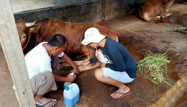 Stok Obat PMK di Depok Masih Terbatas