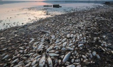 Fenomena Ribuan Ikan di Laut Menepi ke Daratan di Pantai Jakarta Utara