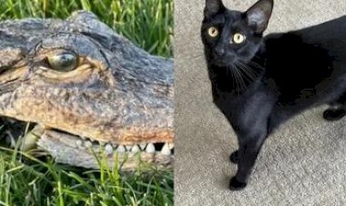 Aksi Kucing Bawa Pulang Kepala Buaya Ini Bikin Heboh
