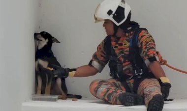 Viral Petugas Damkar Bujuk Anjing yang Tampak Jual Mahal