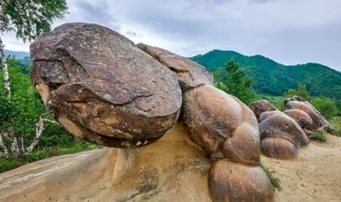 Batu Hidup Ini  Bisa Melahirkan