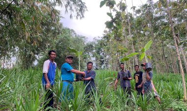 Bio Farma Kembangkan Budidaya Pisang  Bantu Masyarakat Terdampak Waduk Jatigede