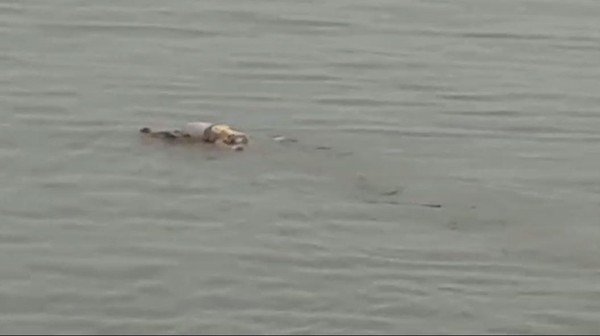 Fenomena Buaya Sungai Mahakam Antarkan Jasad Balita, Pakar Bilang Begini