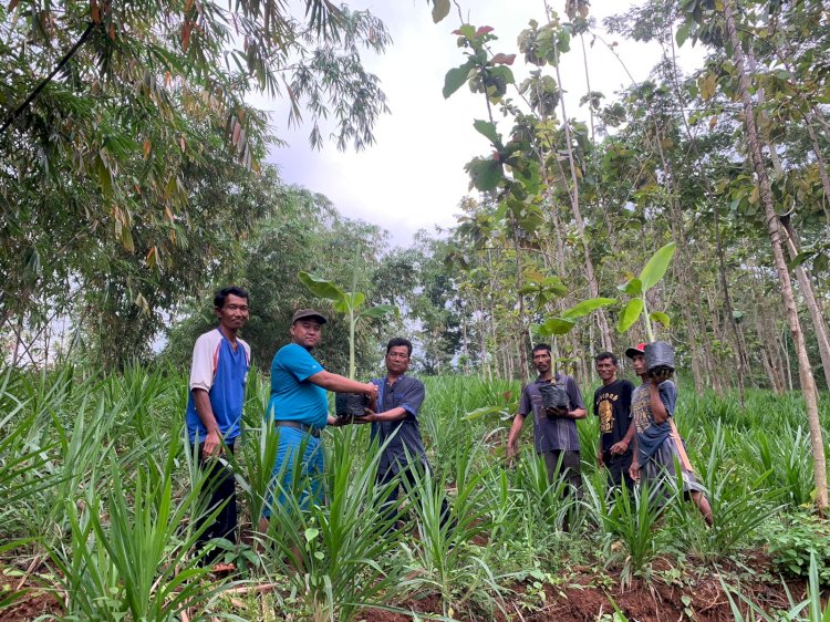 Bio Farma Kembangkan Budidaya Pisang  Bantu Masyarakat Terdampak Waduk Jatigede