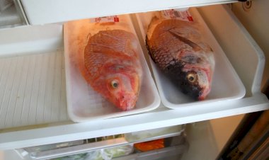 Agar Awet, Hindari  Kesalahan Menyimpan Ikan di Kulkas