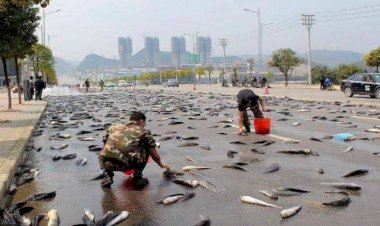 Hujan Ikan Terjadi di Australia