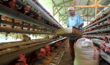 Saat Peternak Ayam Tuntut Keadilan