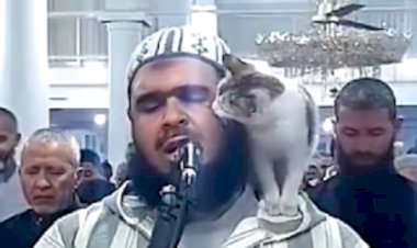 Viral Kucing Lompat ke Pundak Imam saat Salat, Pergi Setelah Cium Pipi