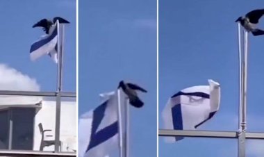 Viral Seekor Burung Berhasil Lepaskan Bendera Israel di Tiang