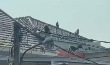 Bikin Panik, Puluhan Monyet "Serang" Perumahan di Depok