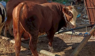 Idul Adha 1444 H, Prabowo Subianto Serahkan Sapi Jumbo Bagi HMI Badko Jawa Barat