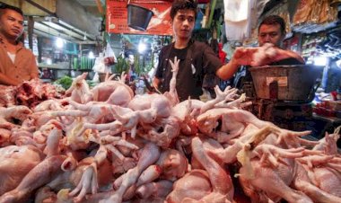Harga Ayam Potong Masih Tinggi, Pemerintah Pusat dan Bapanas Harus Turun Tangan