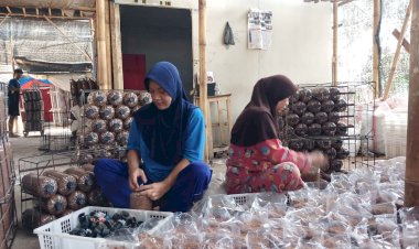 Budidaya Jarum Tiram Warga Terdampak Gempa Cianjur Mulai Menggeliat