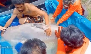 Ikan Lele Raksasa Sebesar Sapi Tertangkap  Saat Lomba Mancing