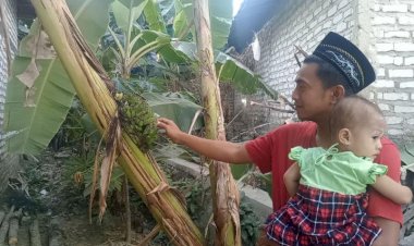 Viral Pohon Pisang Unik, Bikin Heran Pemiliknya
