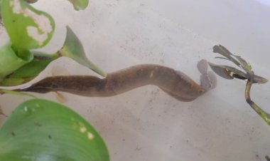 Ikan Unik Ditemukan Pemancing di Sungai Citarum