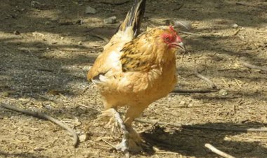 Ini Dia Ayam Tertua di Dunia