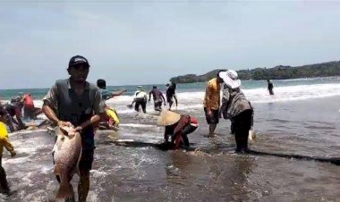 Nelayan di Pangandaran Tangkap 2,6 Ton Kakap Merah