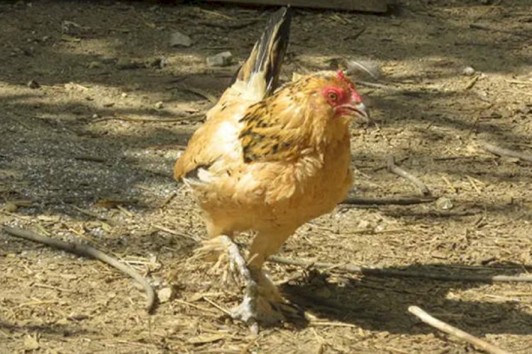 Ini Dia Ayam Tertua di Dunia