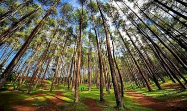 Nikmati Akhir Pekan dengan Hiking dan Camping Bersama Keluarga di Bandung