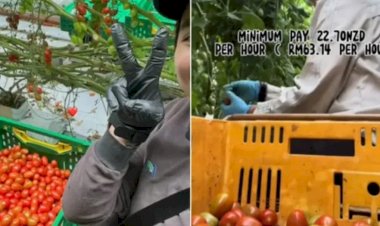 Kerja Cuma Petik Tomat di Digaji Rp 37,6 Juta Sebulan