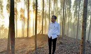 Ini Dia Pantun Presiden Jokowi Saat Tinjau IKN