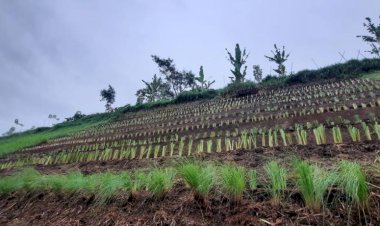 Daop 2 Tanam 2000 Akar Wangi untuk Penanganan Longsoran