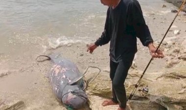 Duyung Montok Ditemukan di Pangandaran