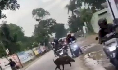 Bikin Heboh, Saat Babi Hutan Melipir di Kantor Kecamatan Bandung