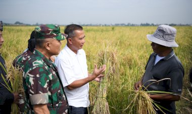 Budi Daya Padi Teknologi Salibu Dapat Tingkatkan Produktivitas Pertanian
