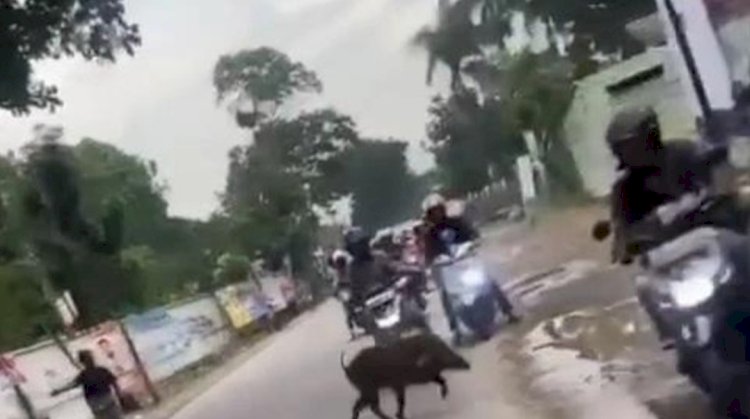 Bikin Heboh, Saat Babi Hutan Melipir di Kantor Kecamatan Bandung