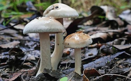 Berburu Harta Karun di Semak-semak Kebun Ciamis